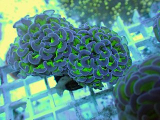 ナガレハナサンゴを買うならアクアスタイルユー｜大阪からサンゴを全国