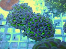 画像2: No.59 ナガレハナサンゴ 茎グリーン (2)