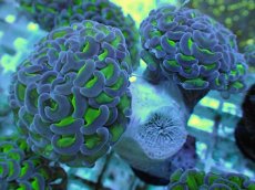 画像1: No.60 ナガレハナサンゴ 茎グリーン (1)