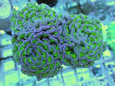 画像1: No.61 ナガレハナサンゴ 茎グリーン (1)