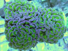 画像2: No.61 ナガレハナサンゴ 茎グリーン (2)