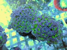 画像1: No.62 ナガレハナサンゴ 茎グリーン (1)