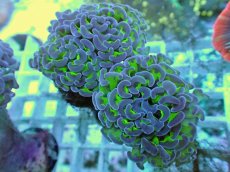 画像2: No.62 ナガレハナサンゴ 茎グリーン (2)