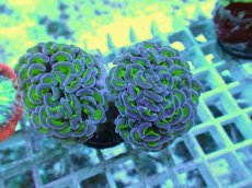 画像1: No.63 ナガレハナサンゴ 茎グリーン (1)