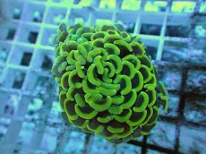 画像2: No.64 ナガレハナサンゴ ゴールド (2)