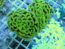 画像1: No.65 ナガレハナサンゴ ゴールド (1)