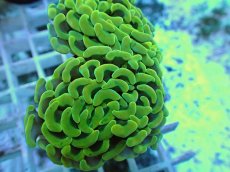 画像2: No.65 ナガレハナサンゴ ゴールド (2)