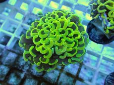 画像1: No.66 ナガレハナサンゴ ゴールド (1)