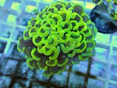 画像2: No.66 ナガレハナサンゴ ゴールド (2)