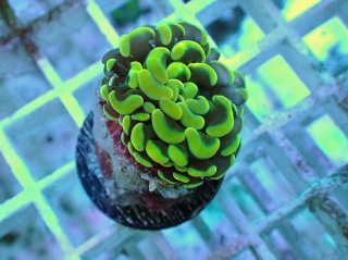 5000円までのサンゴ - AQUASTYLE YOU（アクアスタイルユー）