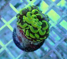 画像2: No.67 ナガレハナサンゴ ゴールド (2)