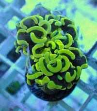 画像1: No.68 ナガレハナサンゴ ゴールド (1)