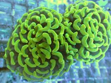 画像1: No.69 ナガレハナサンゴ ゴールド (1)