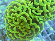 画像2: No.69 ナガレハナサンゴ ゴールド (2)