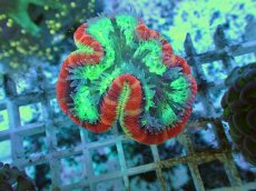 画像1: No.100 フィジー産 オオバナサンゴ ツートン (1)