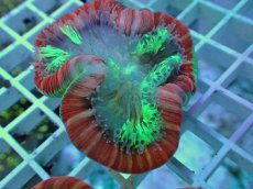 画像1: No.101 フィジー産 オオバナサンゴ ツートン (1)