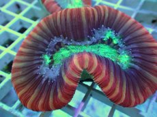 画像1: No.102 フィジー産 オオバナサンゴ ツートン (1)