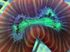 画像2: No.102 フィジー産 オオバナサンゴ ツートン (2)