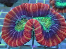 画像1: No.103 フィジー産 オオバナサンゴ ツートン (1)