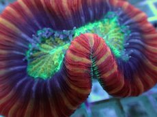 画像2: No.103 フィジー産 オオバナサンゴ ツートン (2)