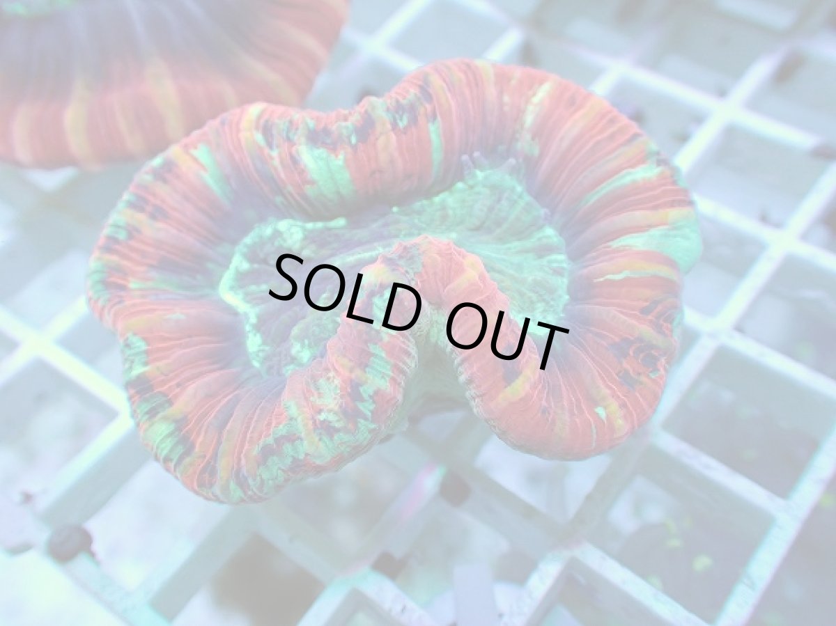 画像1: No.104 フィジー産 オオバナサンゴ ツートン (1)