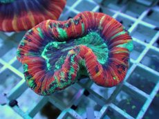 画像1: No.104 フィジー産 オオバナサンゴ ツートン (1)