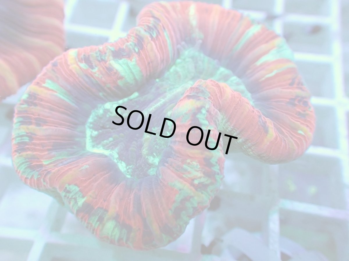 画像2: No.104 フィジー産 オオバナサンゴ ツートン (2)