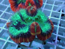 画像1: No.105 フィジー産 オオバナサンゴ ツートン (1)