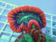 画像1: No.106 フィジー産 オオバナサンゴ ツートン (1)