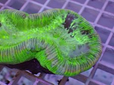 画像2: No.107 フィジー産 オオバナサンゴ ツートン (2)