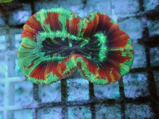 画像1: No.108 フィジー産 オオバナサンゴ ツートン (1)