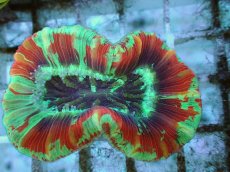 画像2: No.108 フィジー産 オオバナサンゴ ツートン (2)