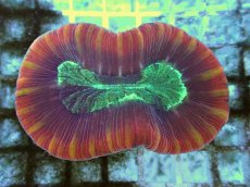 画像1: No.109 フィジー産 オオバナサンゴ ツートン (1)