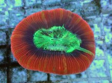 画像1: No.110 フィジー産 オオバナサンゴ ツートン (1)