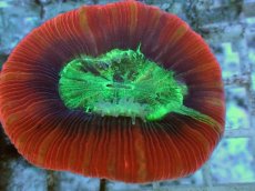 画像2: No.110 フィジー産 オオバナサンゴ ツートン (2)