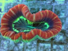 画像2: No.111 フィジー産 オオバナサンゴ ツートン (2)