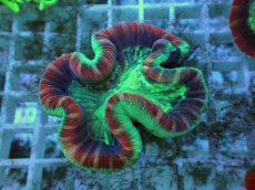 画像1: No.112 フィジー産 オオバナサンゴ ツートン (1)