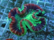 画像2: No.112 フィジー産 オオバナサンゴ ツートン (2)