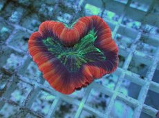 画像1: No.113 フィジー産 オオバナサンゴ ツートン (1)