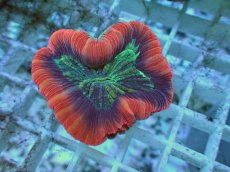 画像2: No.113 フィジー産 オオバナサンゴ ツートン (2)