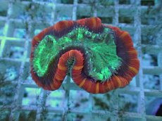 画像1: No.114 フィジー産 オオバナサンゴ ツートン (1)