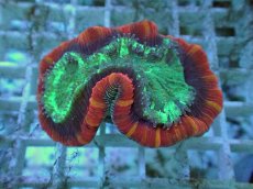 画像2: No.114 フィジー産 オオバナサンゴ ツートン (2)