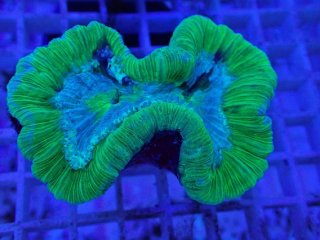 オオバナ を買うならアクアスタイルユー｜大阪からサンゴを全国に販売