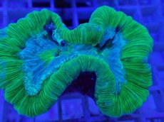 画像2: No.115 フィジー産 オオバナサンゴ ツートン (2)