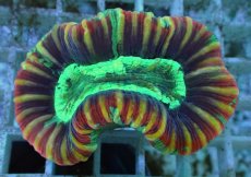 画像1: No.116 フィジー産 オオバナサンゴ ツートン (1)