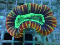 画像2: No.116 フィジー産 オオバナサンゴ ツートン (2)