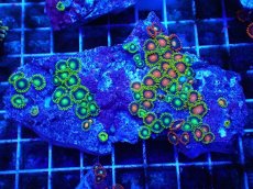 画像1: No.124 フィジー産 マメスナギンチャク マルチカラー (1)