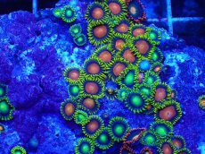 画像2: No.124 フィジー産 マメスナギンチャク マルチカラー (2)