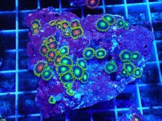 画像1: No.125 フィジー産 マメスナギンチャク マルチカラー (1)