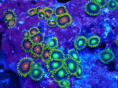 画像2: No.125 フィジー産 マメスナギンチャク マルチカラー (2)